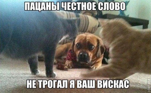 Прикольные картинки (82 фото)