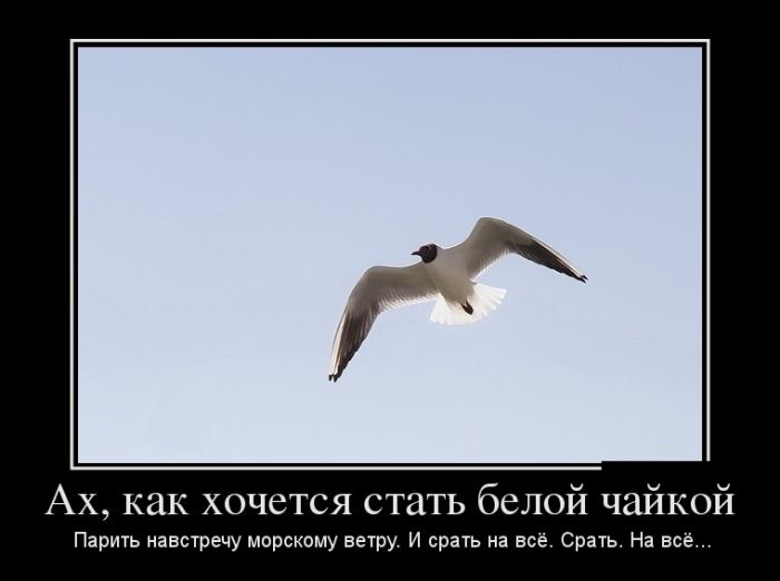 Демотиваторы