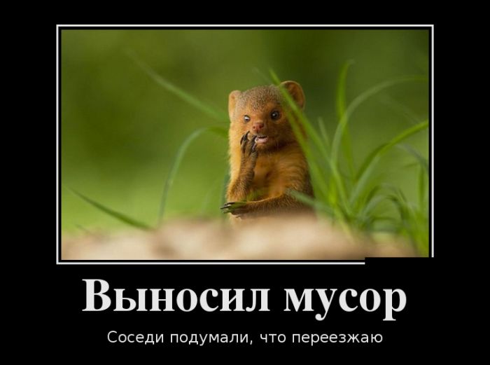 Демотиваторы