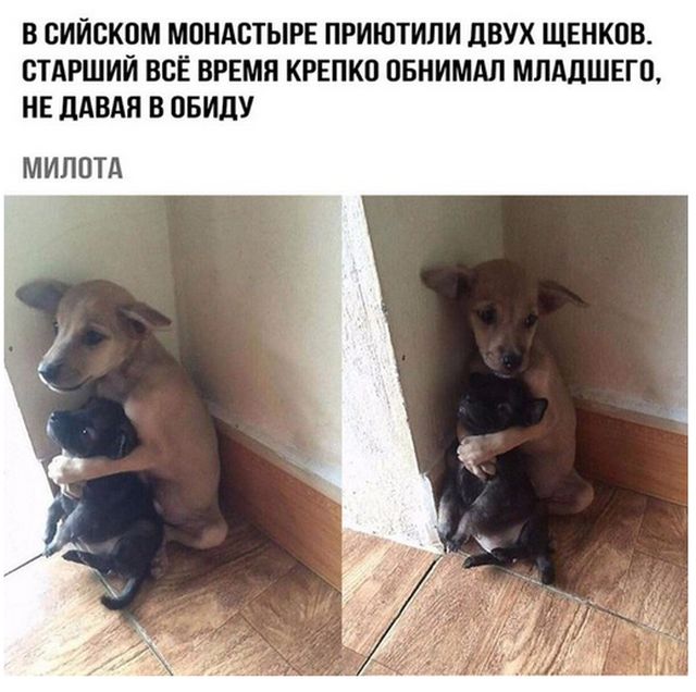 Прикольные картинки