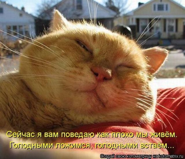 Лучшие котоматрицы недели