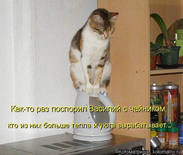 Лучшие котоматрицы недели
