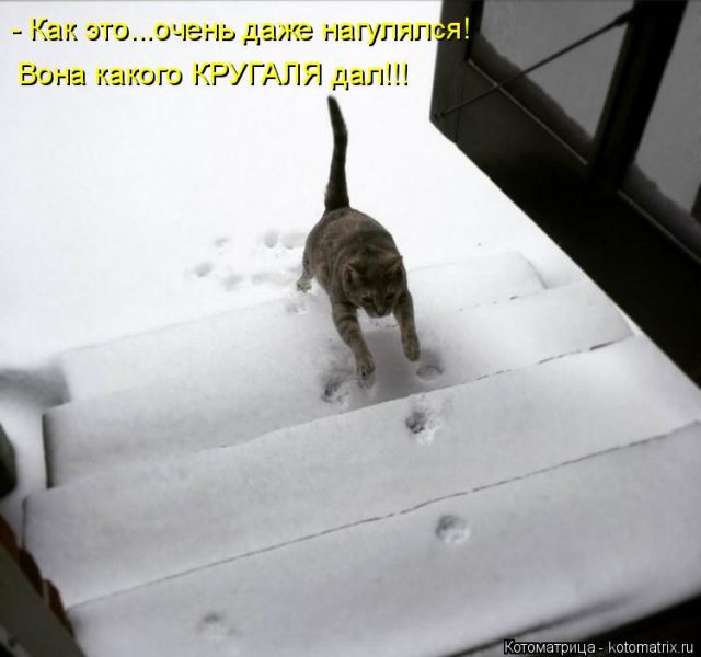 Лучшие котоматрицы недели