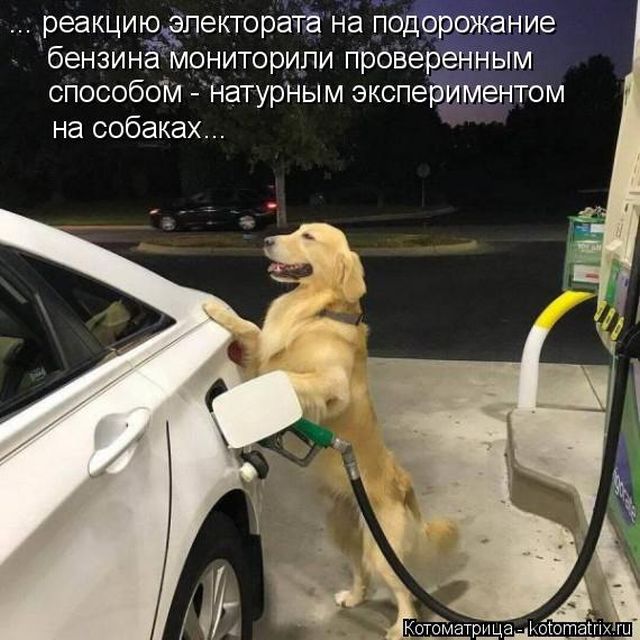 Лучшие котоматрицы недели