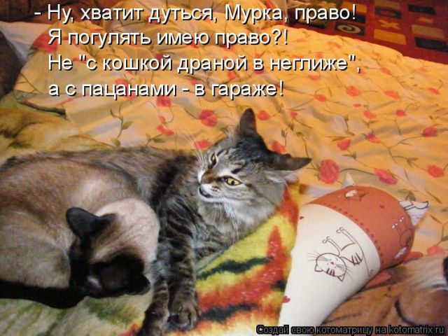 Лучшие котоматрицы недели
