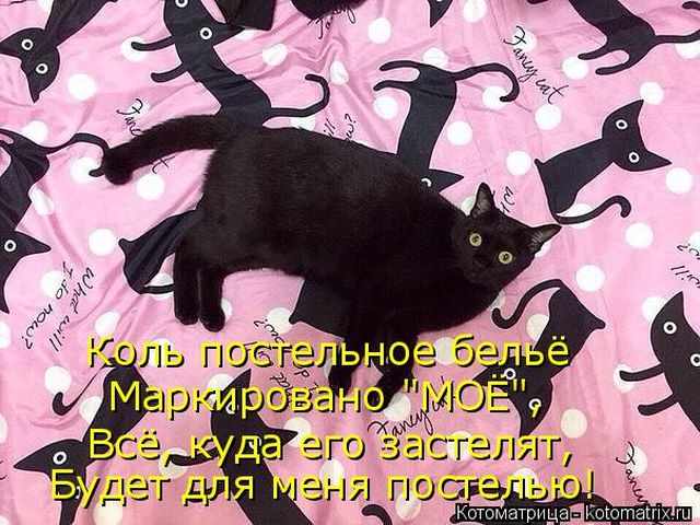 Лучшие котоматрицы недели