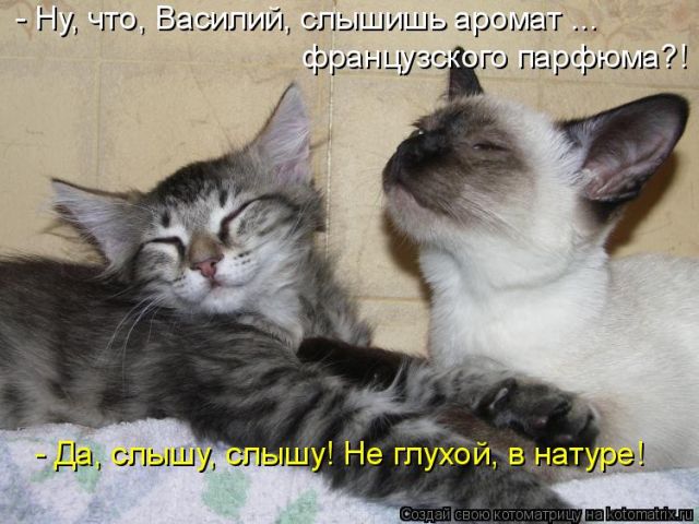 Лучшие котоматрицы недели
