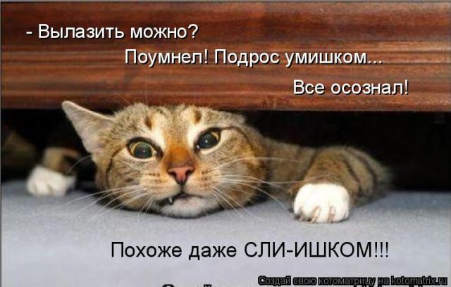 Лучшие котоматрицы недели