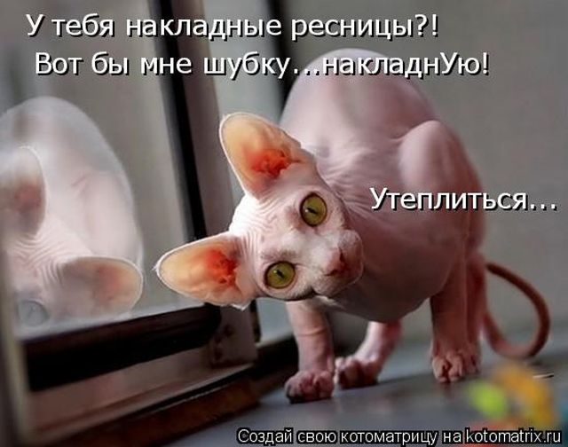 Лучшие котоматрицы недели