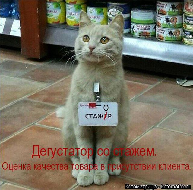 Лучшие котоматрицы недели