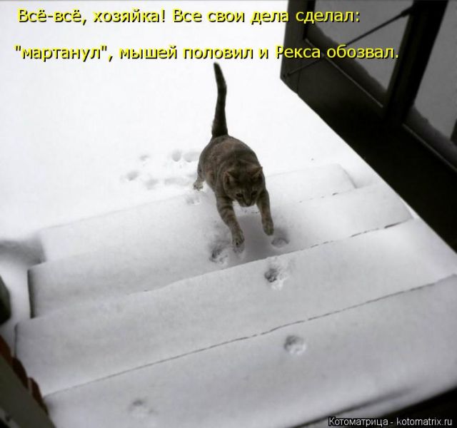 Лучшие котоматрицы недели