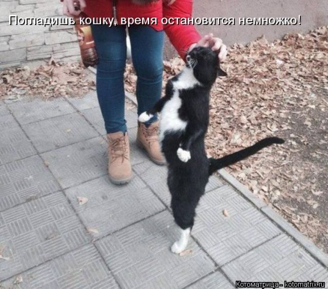 Лучшие котоматрицы недели