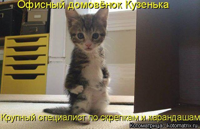 Лучшие котоматрицы недели