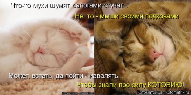 Лучшие котоматрицы недели