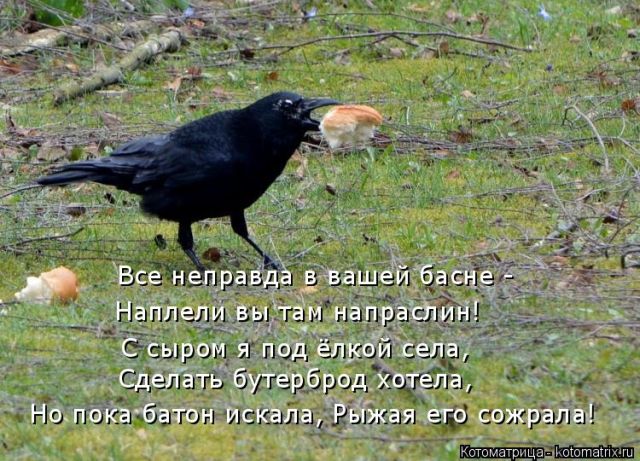 Лучшие котоматрицы недели