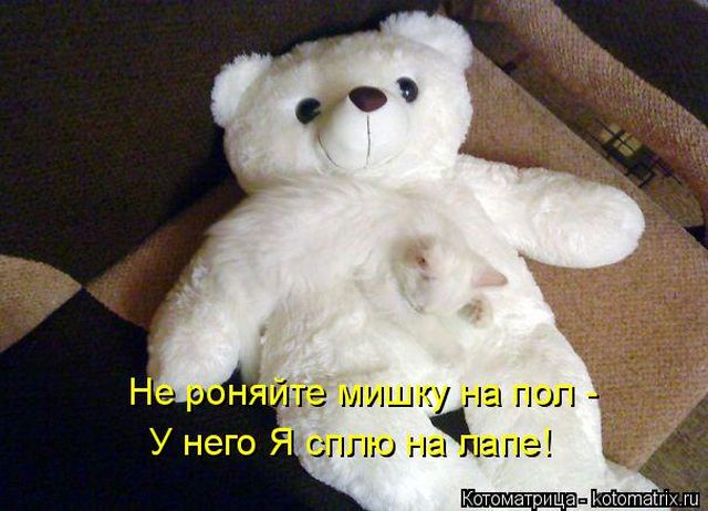 Лучшие котоматрицы недели