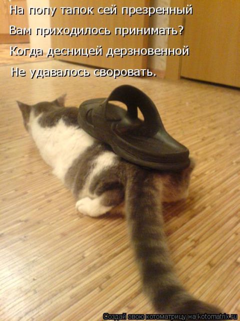 Лучшие котоматрицы недели
