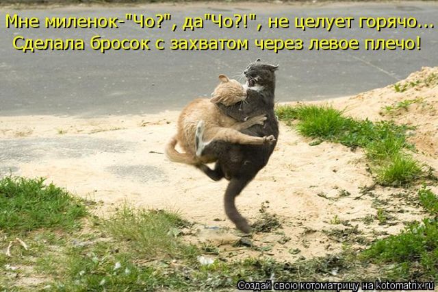 Лучшие котоматрицы недели