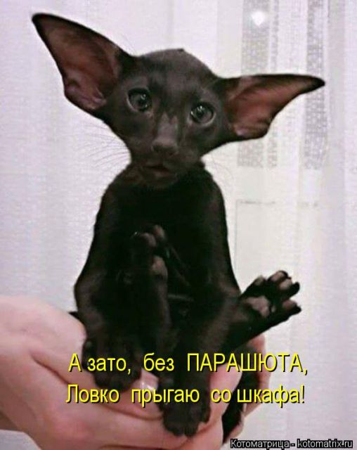 Лучшие котоматрицы недели