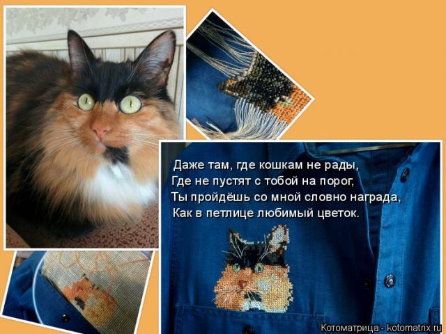 Лучшие котоматрицы недели