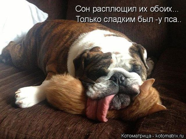 Лучшие котоматрицы недели