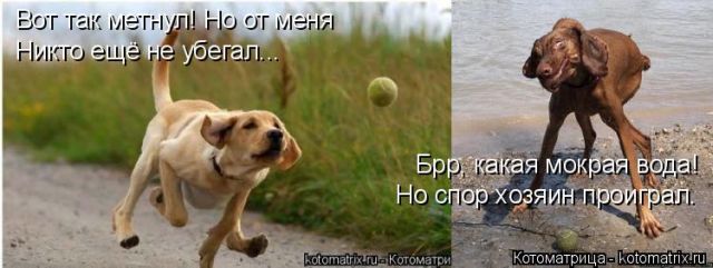 Лучшие котоматрицы недели
