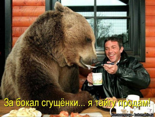 Лучшие котоматрицы недели
