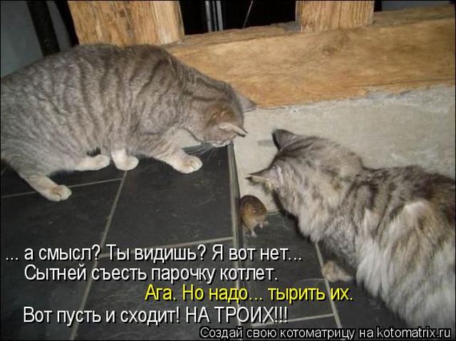Лучшие котоматрицы недели