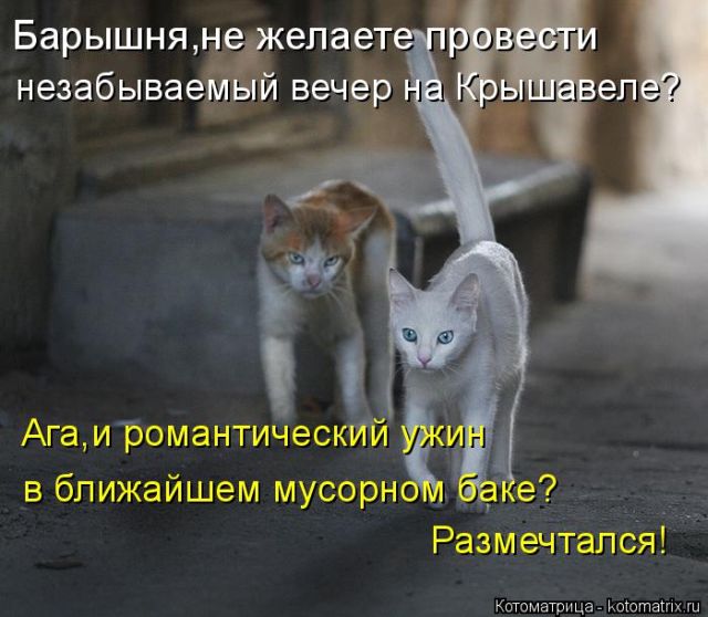 Лучшие котоматрицы недели