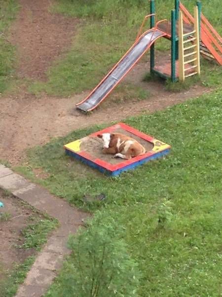 Прикольные картинки