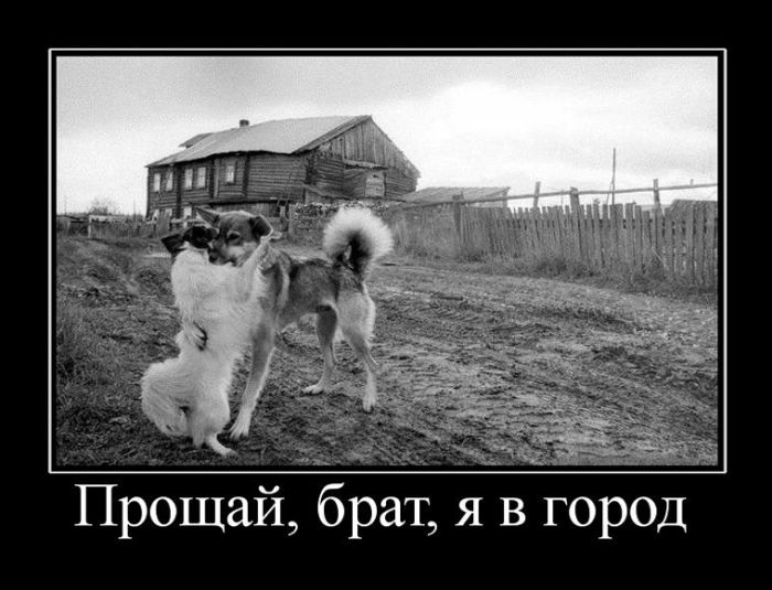 Демотиваторы