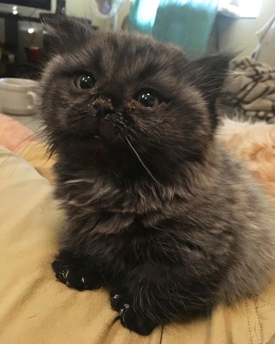 Необычный котенок-карлик, обнаруженный в лесу