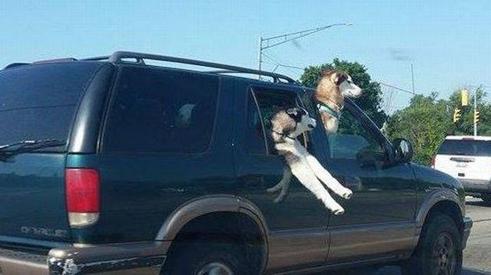 Порция картинок