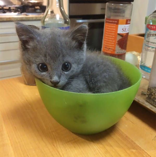 Главное, чтобы котам было удобно