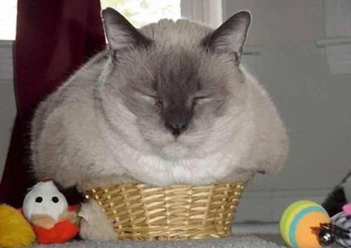 Главное, чтобы котам было удобно