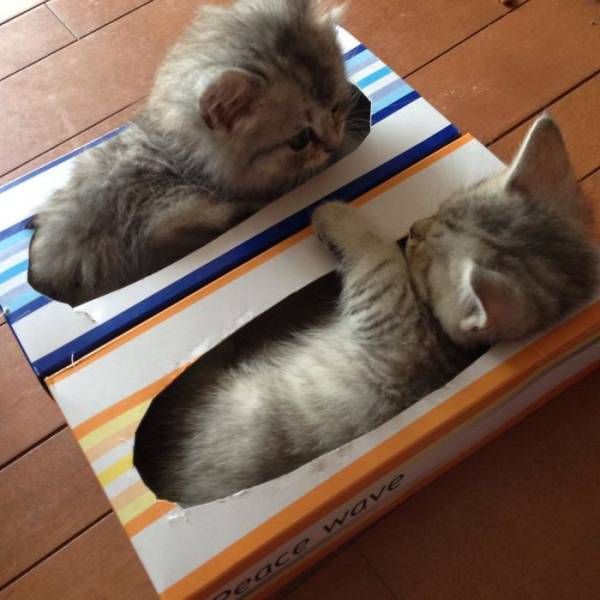 Главное, чтобы котам было удобно