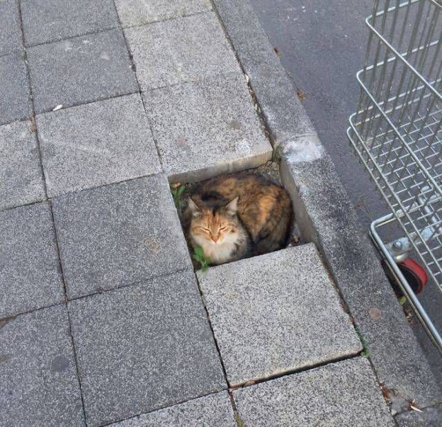 Главное, чтобы котам было удобно