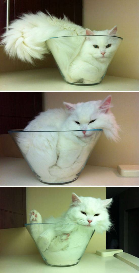 Главное, чтобы котам было удобно