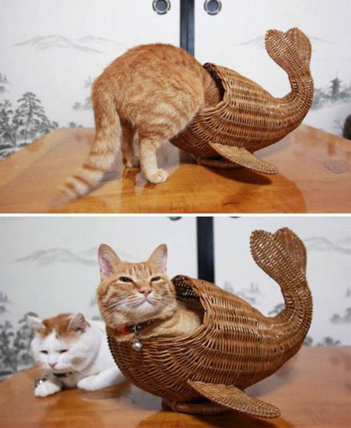 Главное, чтобы котам было удобно