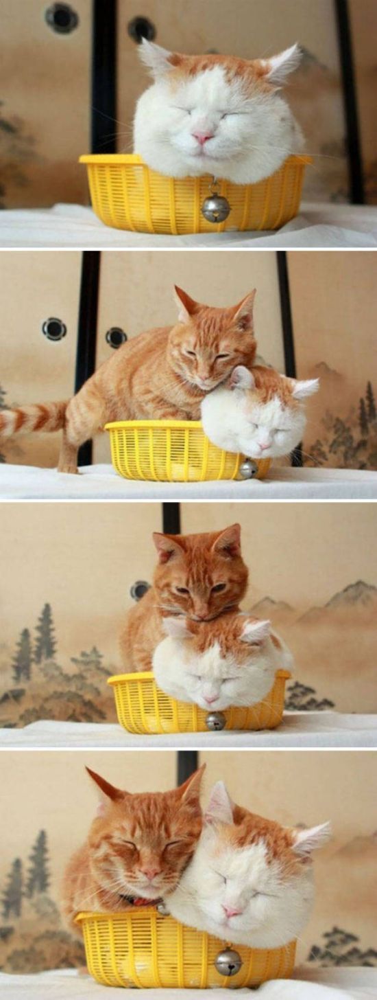 Главное, чтобы котам было удобно