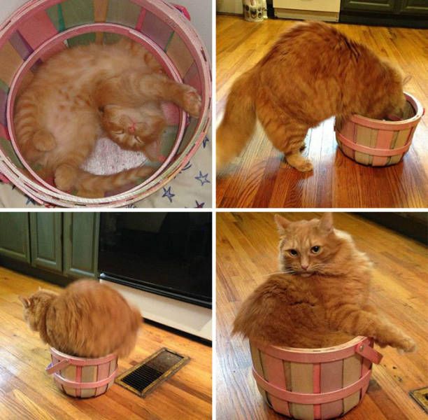 Главное, чтобы котам было удобно