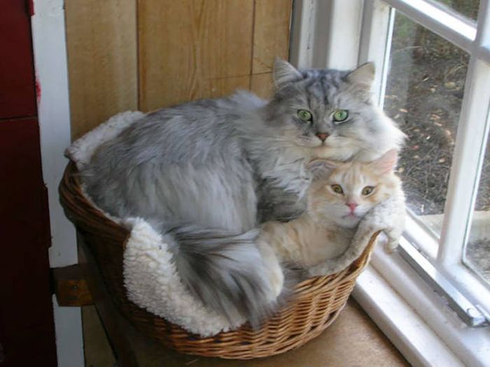 Главное, чтобы котам было удобно