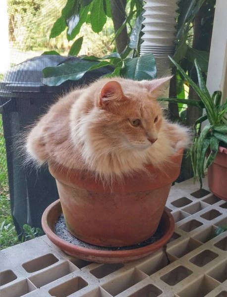 Главное, чтобы котам было удобно