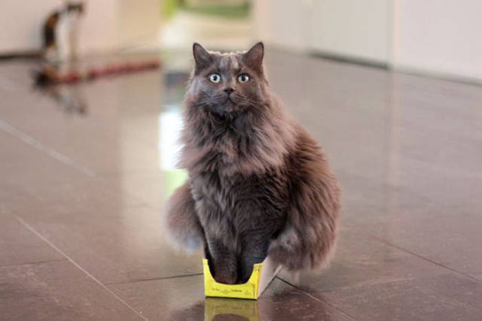 Главное, чтобы котам было удобно