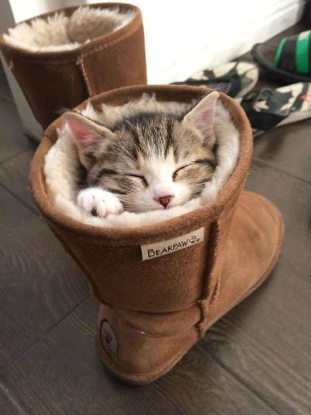 Главное, чтобы котам было удобно