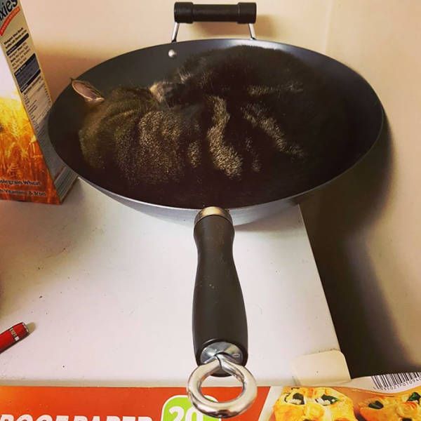 Главное, чтобы котам было удобно