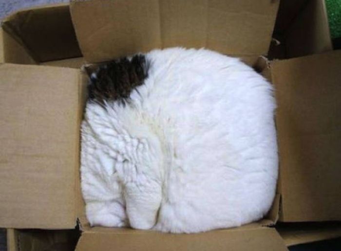 Главное, чтобы котам было удобно