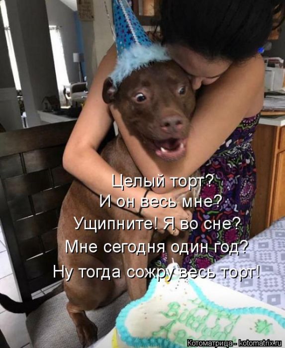 Лучшие котоматрицы недели