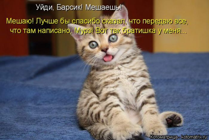 Лучшие котоматрицы недели