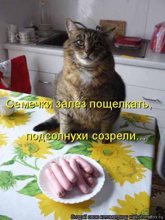 Лучшие котоматрицы недели